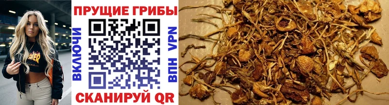 Псилоцибиновые грибы GOLDEN TEACHER  Купить закладки  Звенигород 